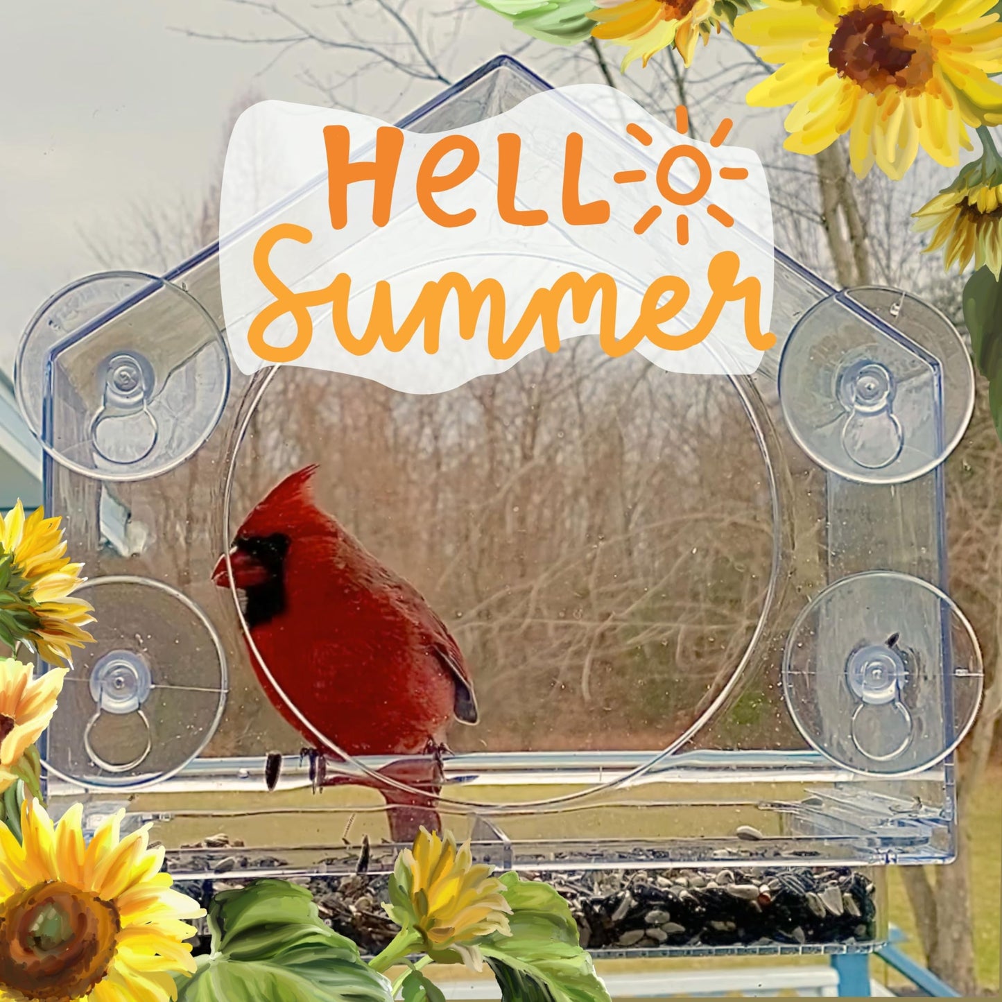 Window Bird Feeder