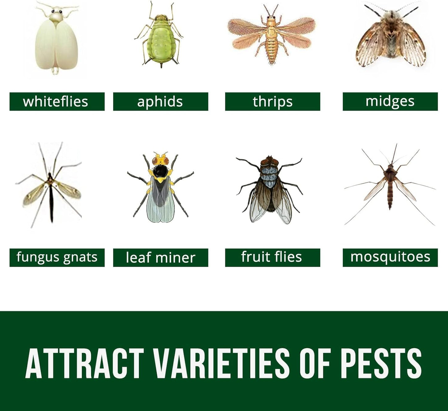 Fruit Fly & Gnat Sticky Traps