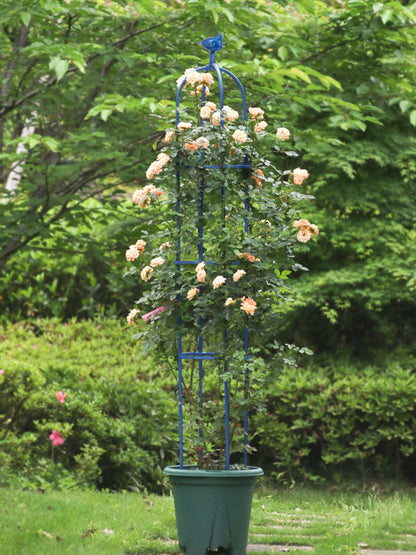 Garden Obelisk Trellis